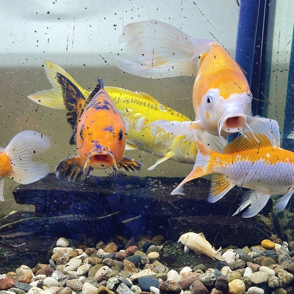 WELCOME! Thank You For Checking Out My Closet! - Picture 2 of 15